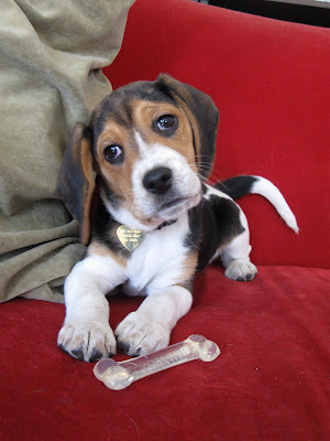 baby beagles manner