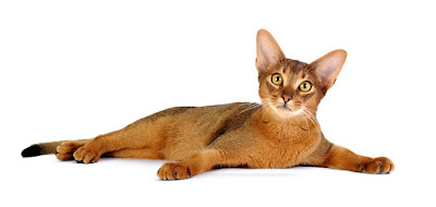 Sejarah Kucing Abyssinians