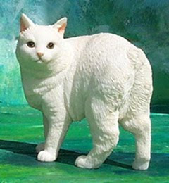 manx cat pets info breed animal domestic gato photo