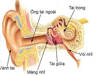 Mô phỏng cấu trúc tai