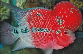 Ikan Louhan