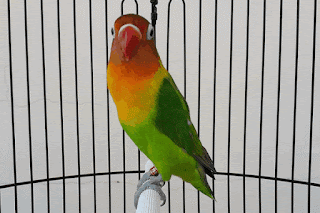 Mp3 Suara Lovebird Gacor