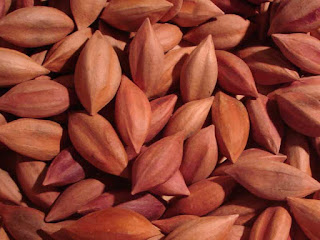 Pili Nut Fruit Pictures