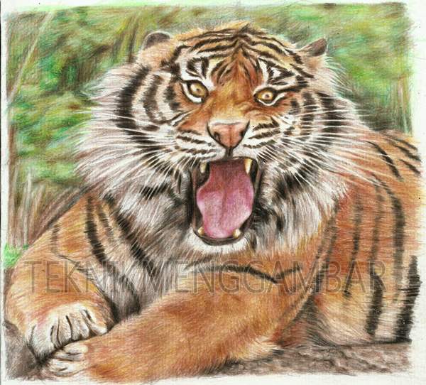  MENGGAMBAR  HARIMAU  SUMATRA DENGAN PENSIL WARNA