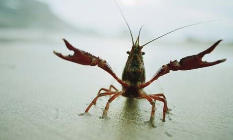 Cooking Up Revenge On Invasive Crayfish - CHEF SANDWICH