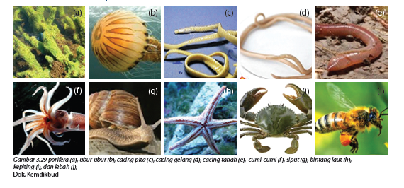  Contoh  Hewan  Avertebrata Dan Invertebrata  World Globe