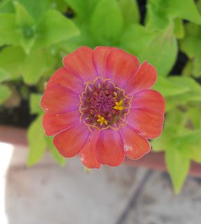 zinnia elegans