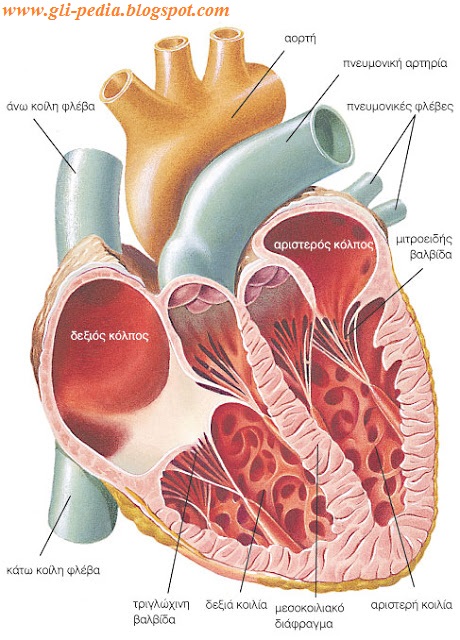 www.gli-pedia.blogspot.com