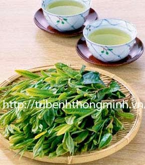 Lá vối trị bệnh gout