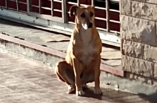 Tunuyán: una perra espera a su dueña fallecida hace 5 días
