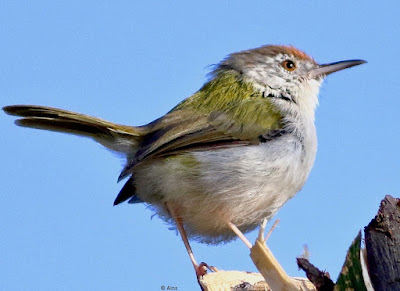 "Common Tailorbird - Orthotomus sutorius, perched on a stump."