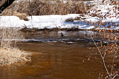 trout stream? polluted? who’d know?