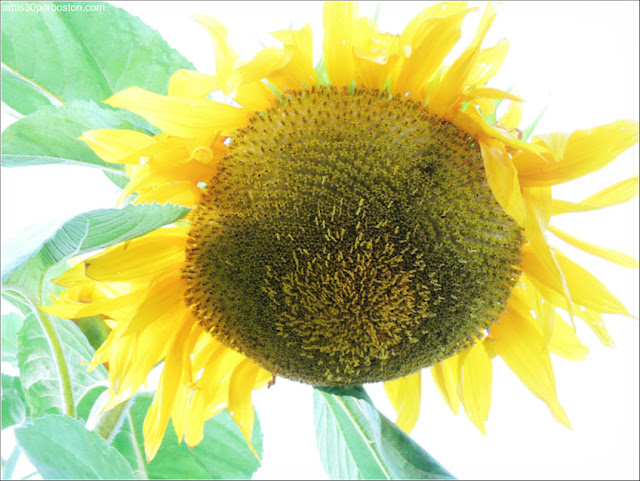 Trapp Family Lodge: Girasoles 