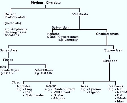 Chordata-classification