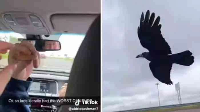 Watch the amazing moment a passenger feeds flying crow from the window of a Cork taxi, Mumbai, News, Social Media, Video, Woman, Abbie Cashman, Cork airport, Barista, Cork Beo, National