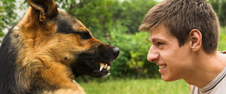 Algunas razas de perros, como el American Staffordshire Terrier, nacen con una mayor tendencia a volverse agresivos, pero los problemas generalmente solo ocurren cuando se fomenta la agresión,