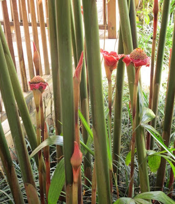 11 Tanaman Pengusir Nyamuk, bunga kecombrang, dammar-asihan.blogspot.com