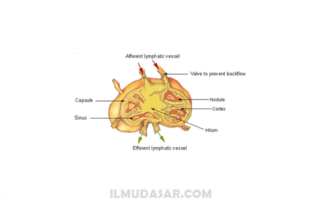  Nodus Limfa ialah salah satu komponen sistem limfatik yang berbentuk menyerupai kacang keci Nodus Limfa : Pengertian, Struktur, Fungsi