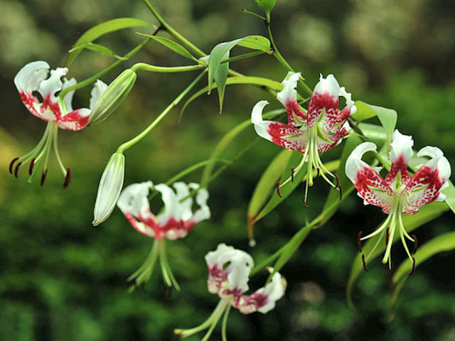 Лилия прекрасная разновидность глориозовидная (Lilium speciosum var. gloriosoides)