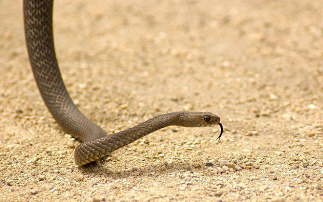 ΑΧΡΕΙΑΣΤΟ ΝΑ ‘ΝΑΙ: ΔΕΝ ΕΙΝΑΙ ΑΥΤΑ ΠΟΥ ΝΟΜΙΖΕΙΣ ! Τι να κάνετε αν σας δαγκώσει φίδι ή σκορπιός