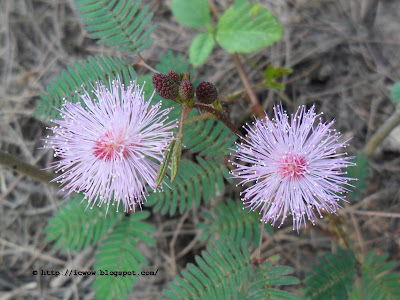 Touch Me Not, Mimosa pudica