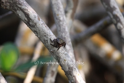 Mangrove tree crab  at Wildlife refuge Sanibel Island 