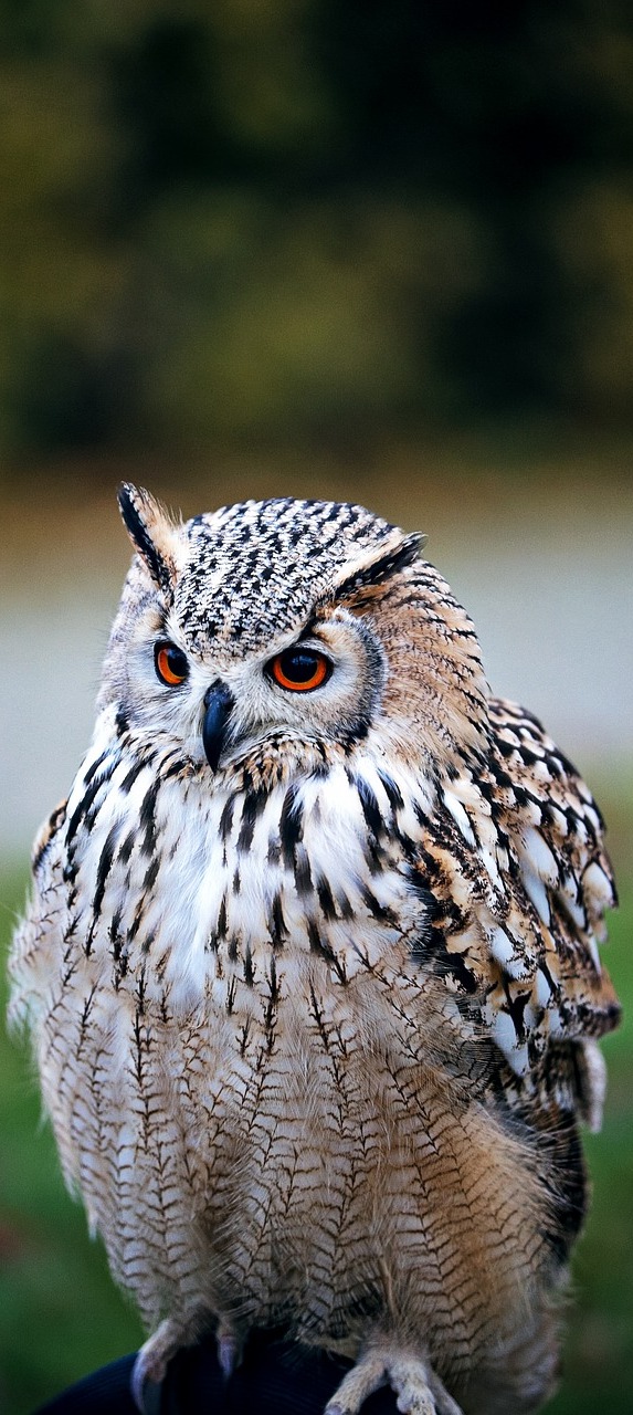 Picture of a owl.