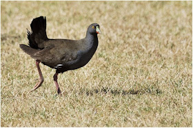 gallineta patirroja Gallinula Tribonyx ventralis gruiformes in the world