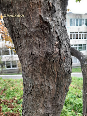 Клён ложнозибольдов (Acer pseudosieboldianum)