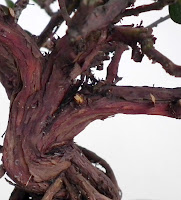 Uva- Ursi trunk with patched bark