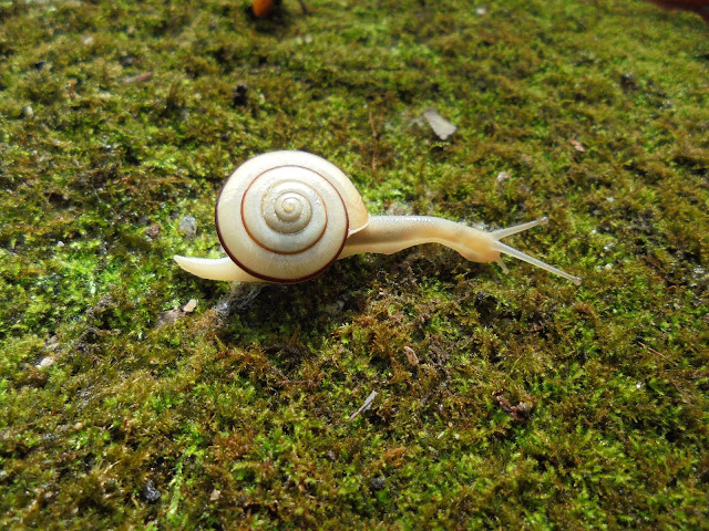 弥生の森の遊歩道にマイマイがいました