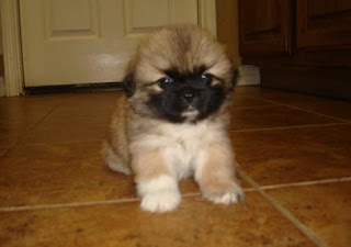 Image of a Pekingese puppy