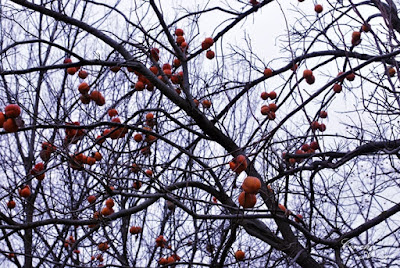 Cada vez se encuentran más arboles de caquis que empiezan a coger color, aunque estos son de un invierno avanzado