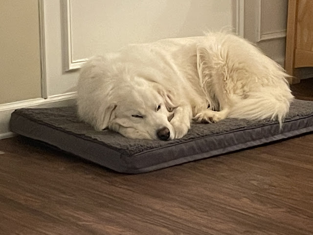 A c;ose--up of Maxi sleeping on his dog bed in the dining room/living room space. He is sound asleep curled up into a little ball.