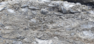 Fossilised shells - Fossil Cliffs, Maria Island