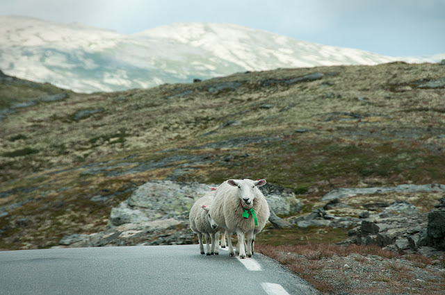 mouton croisés sur la route