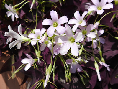紫葉酢漿草的花序