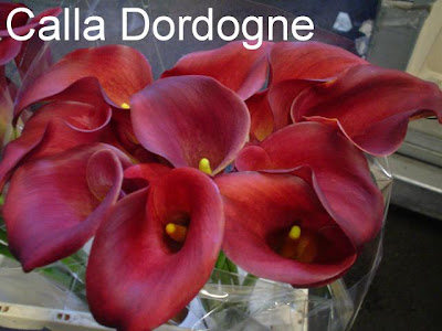 Calla Dordogne