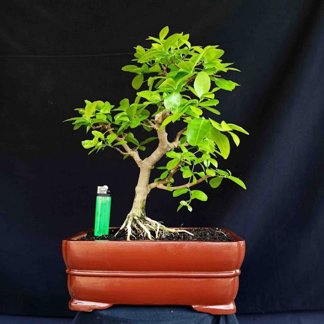 Bonsai Tanaman Hias Pohon Sianci Ceri Barbados Small Natural