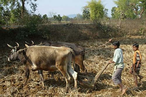 Child Labour Laws Lacunae and