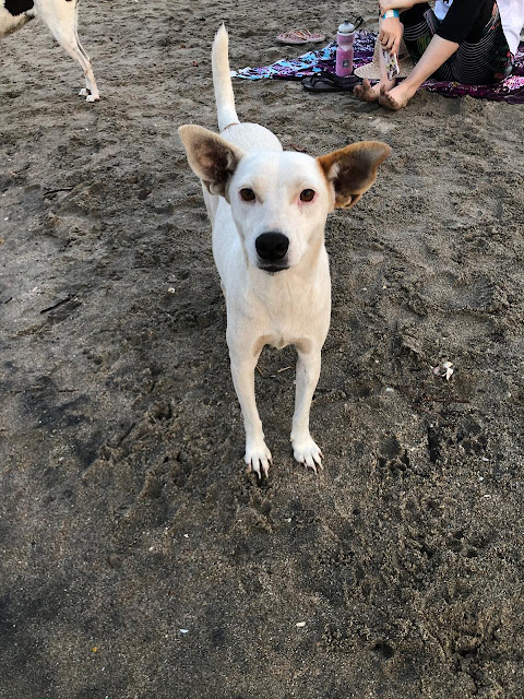 https://www.notasrosas.com/Palpet se convertirá en Palomino - La Guajira, en 'Héroes De Los Peludos'