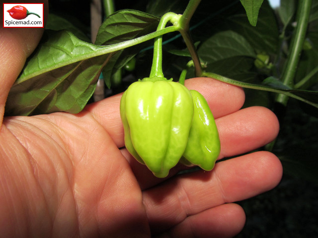 Red Mayan Habanero - 16th August 2019