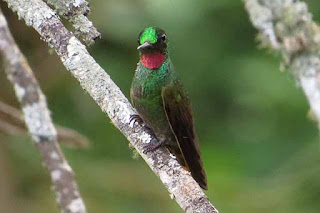 Brazilian Ruby