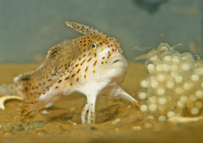 Are handfish walking towards extinction?  Seen On www.coolpicturegallery.us