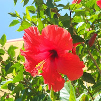 Riesen-Hibiskus