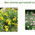 Are zinnias perennial or annual