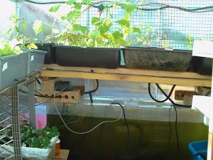 building an aquaponics system on your own