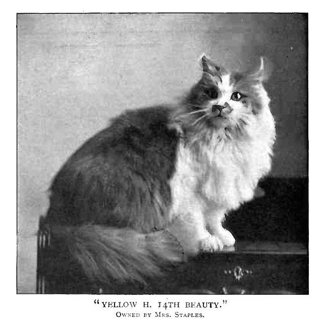 Image source: © Simpson, Frances (1903). “The Book of the Cat” Chapter 28: Maine Cats