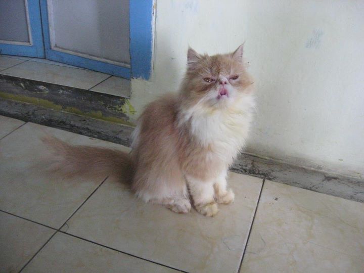 Hamster Dan Kucing Persia Murah Surabaya: DI JUAL KUCING 