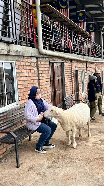 The Sheep Sanctuary